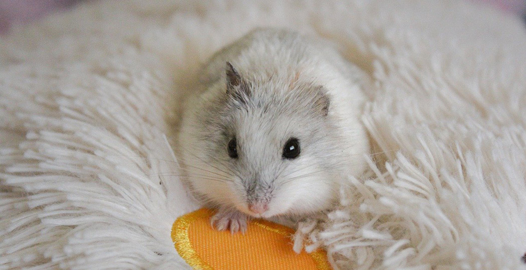 初心者でも簡単 ハムスター 冬の飼い方 近くにあるもので寒さ対策 やまぐるり 初心者でも簡単 ハムスター 冬の飼い方 近くにあるもので寒さ対策 やまぐるり