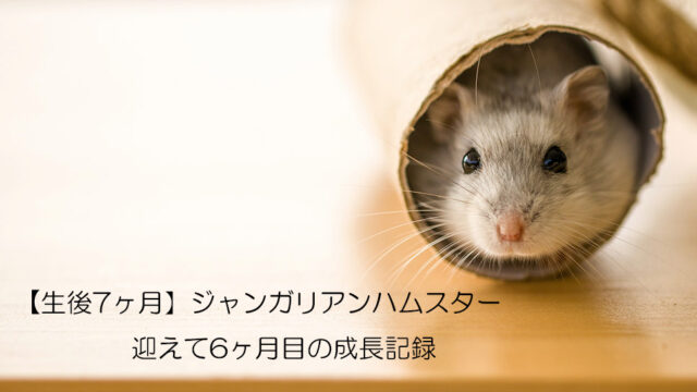 これで安心 ジャンガリアンハムスターの飼い方 初心者がおさえておくべきこと やまぐるり