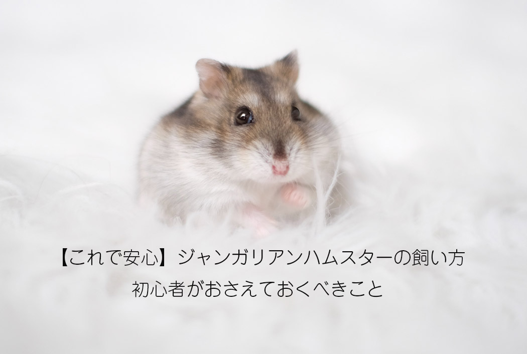 これで安心 ジャンガリアンハムスターの飼い方 初心者がおさえておくべきこと やまぐるり