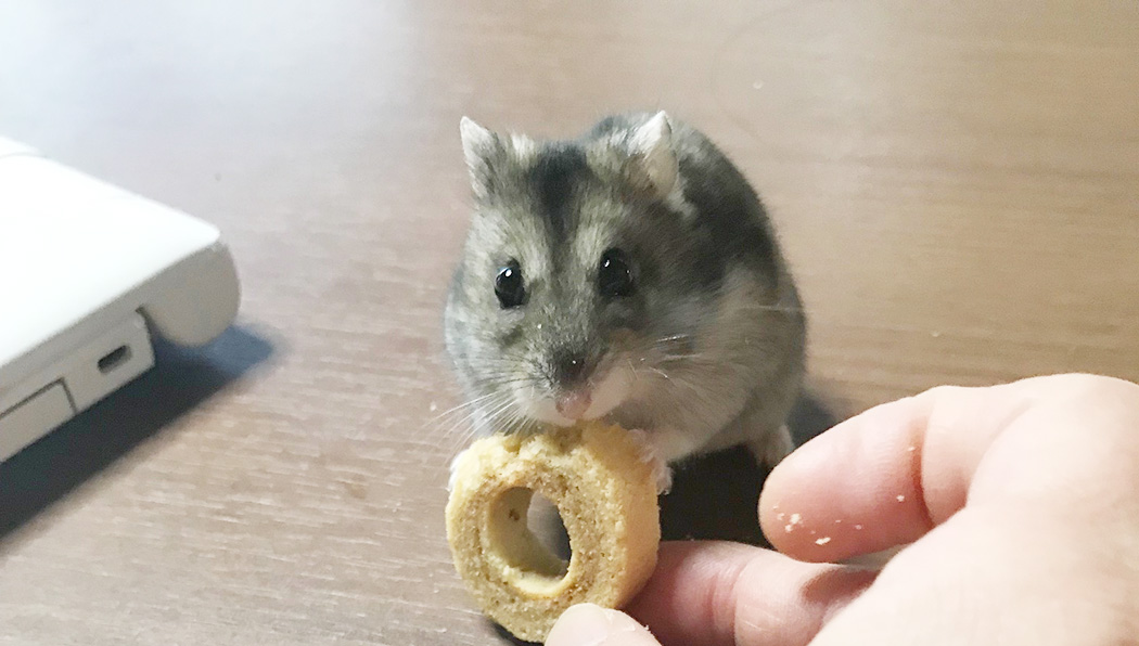 ハムスターおやつ食べる